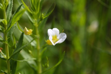 Fototapeta na wymiar Flower of a gratiole (Gratiola officinalis)