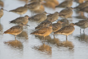 a flock of bird (Whimbrel)