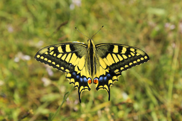 Naklejka na ściany i meble yellow Swallowtail butterfly on the grass 