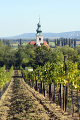 Fototapeta na wymiar Austria, Agriculture, Vineyard