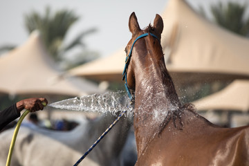  A relaxed Arabian horse enjoying a refreshing shower. Dubai, UAE.