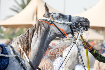  A relaxed Arabian horse enjoying a refreshing shower. Dubai, UAE.
