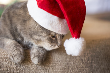 Obraz na płótnie Canvas Santa cat