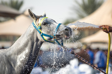 A relaxed Arabian horse enjoying a refreshing shower. Dubai, UAE.