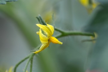 Flower of a Cucumber  plant