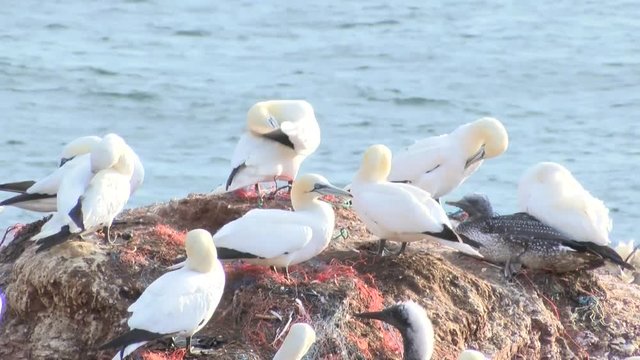 Basst&ouml;lpel auf Helgoland