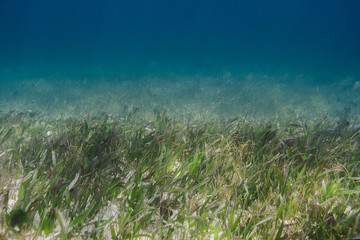 Fototapeta na wymiar Algae in the ocean floor
