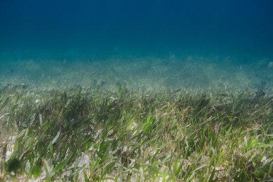 Algae in the ocean floor