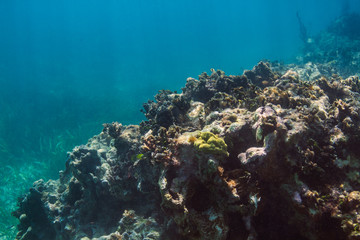 Fototapeta na wymiar Large coral formation