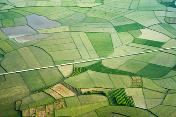 Rice field in Bac Son valley in Vietnam