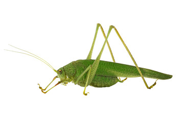 grasshopper