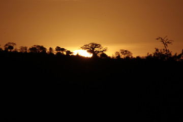 Sonnenuntergang im Masai Mara Nationalpark, Kenia, Ostafrika
