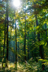 Sonnenstrahlen im Wald