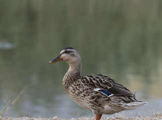 Naklejka na ściany i meble profile duck with river background