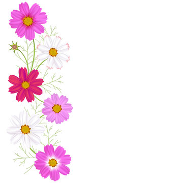 Flowers of cosmos. Beautiful floral illustration. Wild flowers. Frame. Border. White and pink inflorescences. Spring. Summer. Leaves. Petals. Buds.