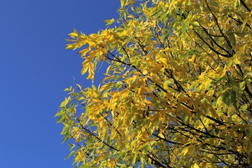 gelbe Blätter im Herbst vor blauem Himmel