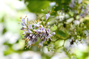 オオムラサキシキブの花