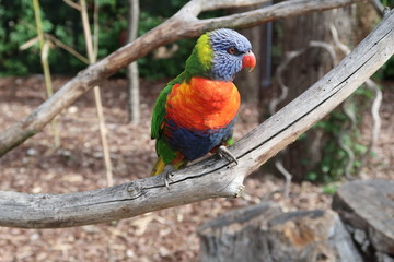 Rainbow lorikeet on a tree branch