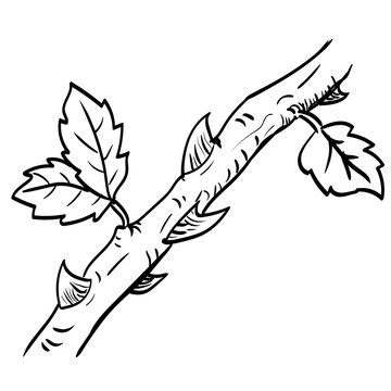 Hand drawn a branch with leaf and thorn-Vector Illustration