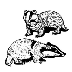 Obraz premium Hand drawn two Badger-Vector Illustration