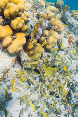 School of juvenile french grunt