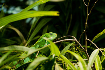 Hidden lizard