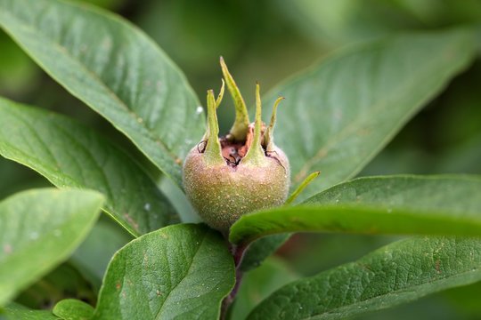 Fruit Of The Common Medlar