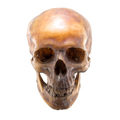 Human skull isolated on white background