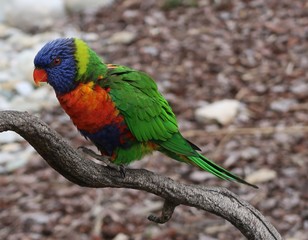 Rainbow lorikeet on a tree branch