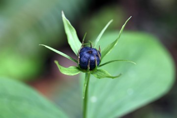 Herb paris (Paris quadrifolia)