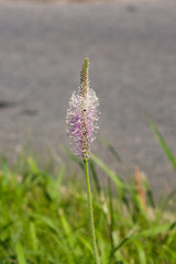 Hoary Plantain, Plantago media, blossom in weed, macro, selective focus, shallow DOF