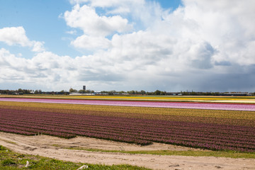 Field of tulips in the Netherlands in the spring
