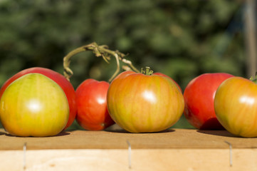 tomatoes