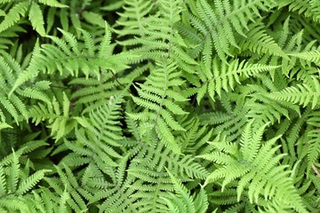 Long beechfern (Phegopteris connectilis)
