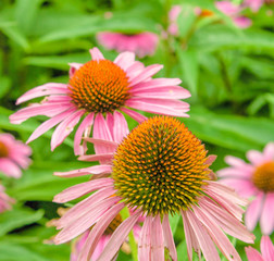 Purple Coneflowers