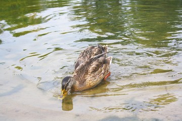  Duck (mallard) is looking for food