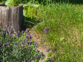 Lavender, Lavandula angustifolia, flowers at flowerbed close-up with bokeh background, selective focus, shallow DOF