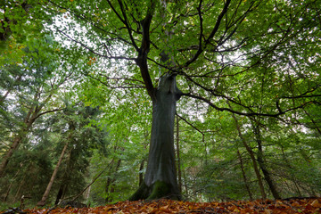 Giant European beech in a forest