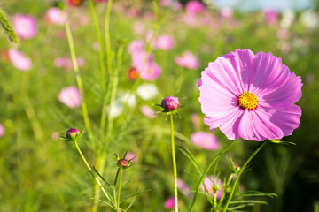 コスモスの花