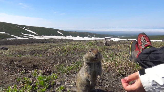 Очень доверчивые камчатские суслики (евражки). Долина вулканов Корякского и Авачинского. Путешествие по полуострову Камчатка.