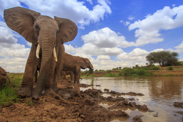 African Elephants