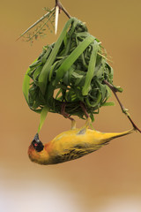 Masked Weaver bird building nest