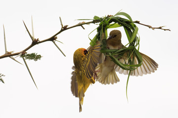 Masked Weaver bird building nest
