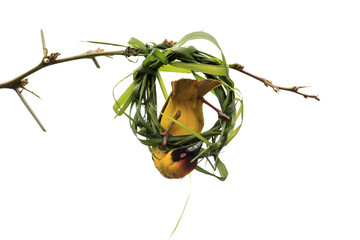 Masked Weaver bird building nest