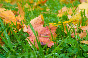 Autumn colorful fallen leaves on green grass close. Bright background fading nature.