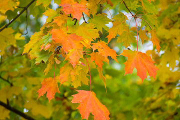 Autumn leaves on the branches in the forest. Golden and red trees in autumn Park. Background colorful nature.
