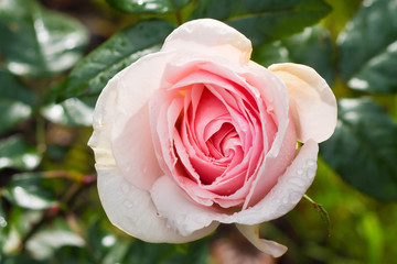 The gentle pink rose with buds and drops of dew morning. Beautiful flower after the rain flourishing close.