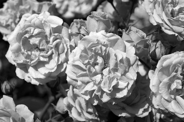 Roses in garden. Black and white photography.