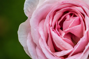 Gentle pink rose with buds and drops of dew in morning garden - macro. Beautiful flower after the rain flourishing close.