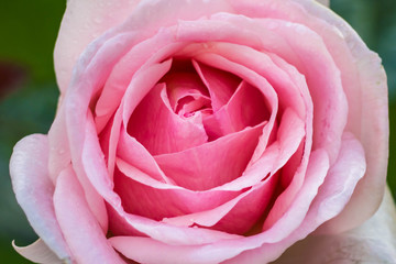 Obraz premium Gentle pink rose with buds and drops of dew in the morning garden - macro. Beautiful flower after the rain flourishing close.